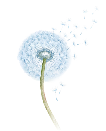 dandelion